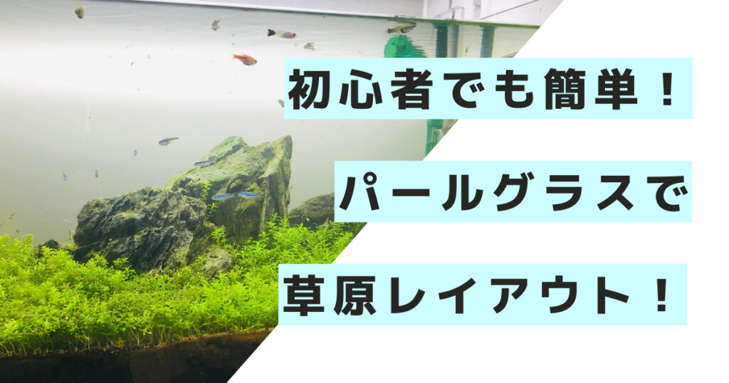 【初心者でも簡単】草原レイアウトはパールグラスと石だけでできる！CO2がなくてもできるおすすめの方法！