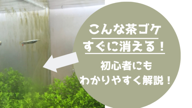 バクテリアが原因 水槽の茶ゴケ 茶色い汚れ の原因と対策について解説 アクアぷらす