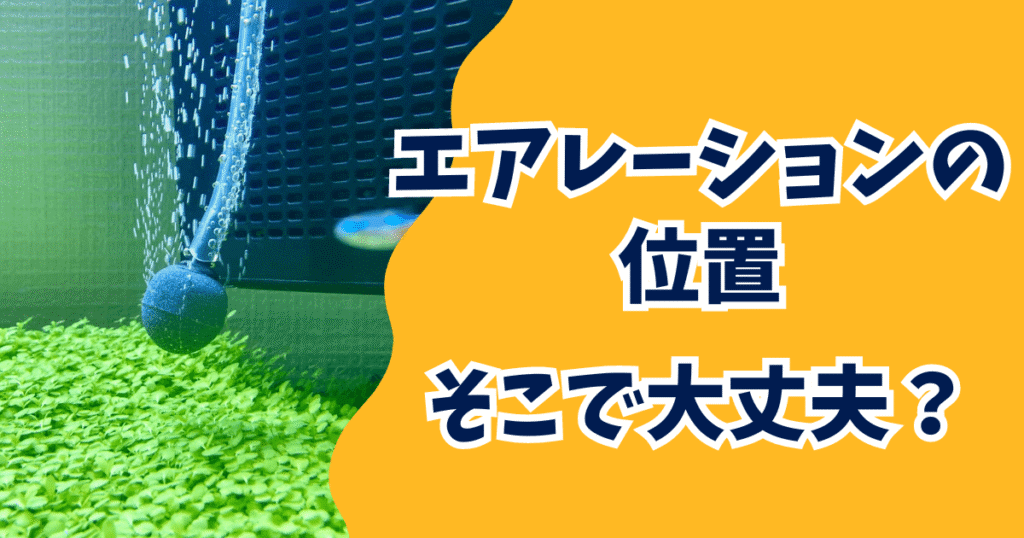 水槽のエアレーション位置を見直そう！初心者が知っておくべき最適化のコツ