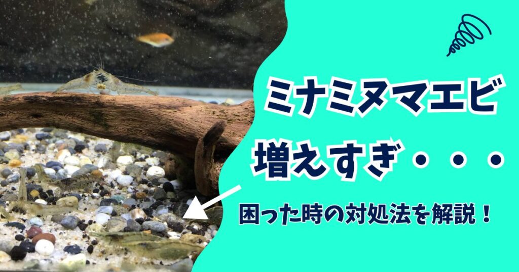 ミナミヌマエビが繁殖しすぎて困った時の対処方法を紹介！増えることのデメリットも解説