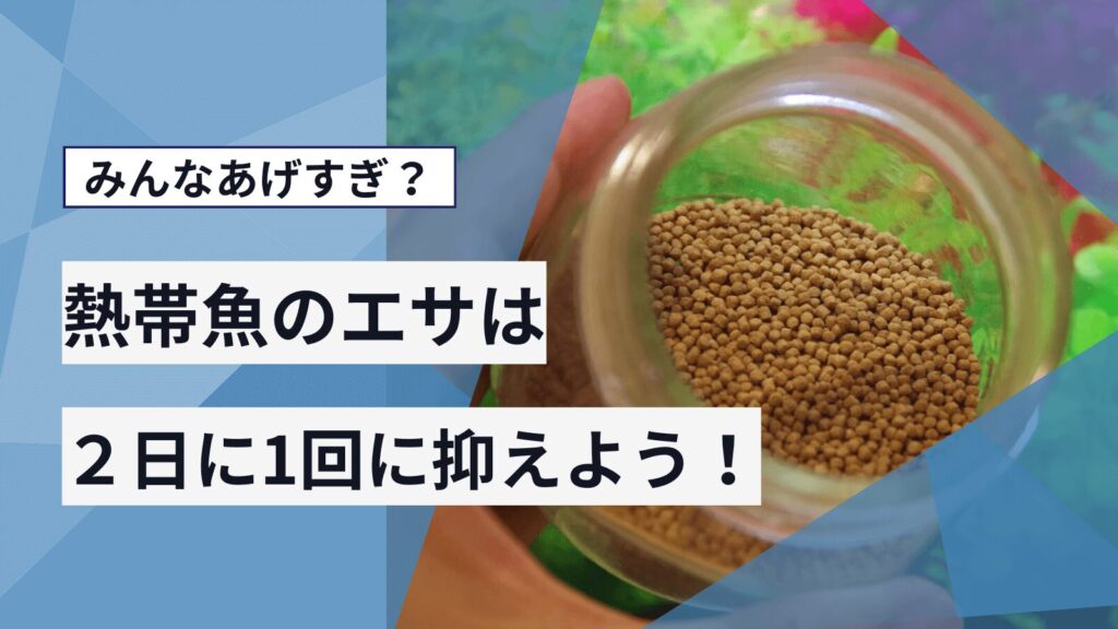 熱帯魚の餌やり頻度はどれくらい？あげすぎによって起こる問題について解説！～グッピーやネオンテトラも～