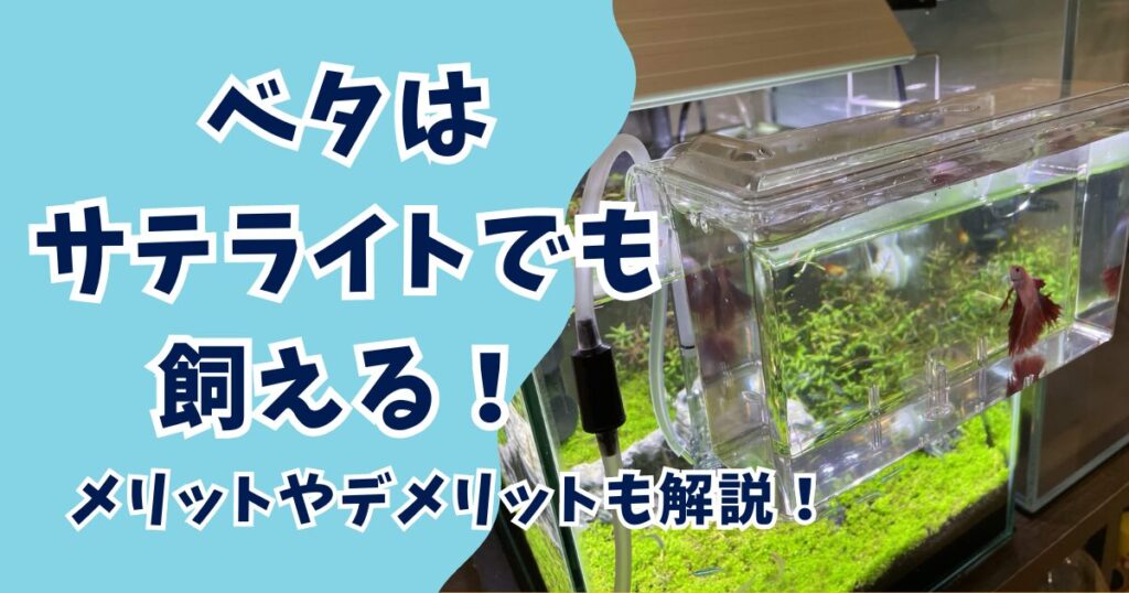 ベタをサテライトで飼うための方法を紹介！メリットやデメリット設置の手順についても解説