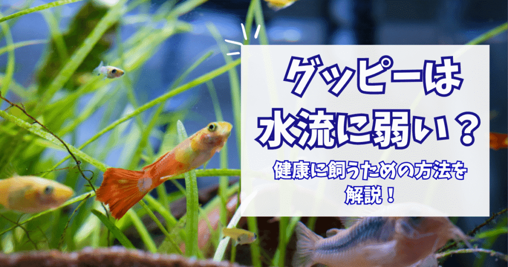 グッピーに最適な水流とは？健康に育てるための調整方法について解説！